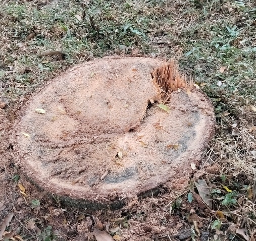 বিএনপি নেতার বিরুদ্ধে, ৪টির বদলে ১০ তালগাছ কাটার অভিযোগ